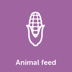 Animal feed