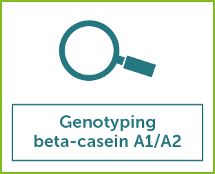 Genotyping beta-casein A1A2