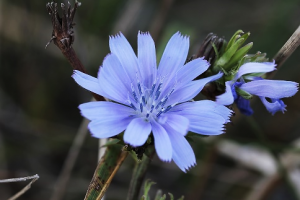 Beneficial effects of chicory seeds