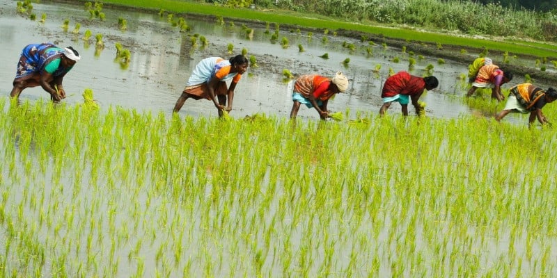 Desmatamento e biodiversidade na agricultura transgênica 3