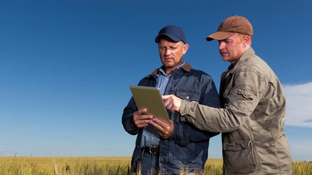 dois agricultores em campo de trigo analisando um tablet