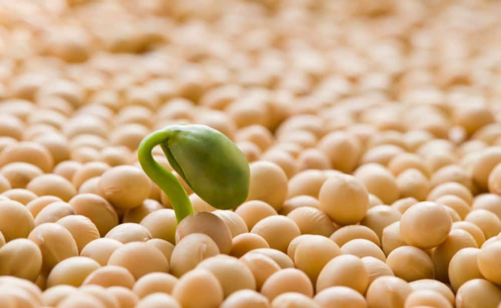 grãos de soja com uma pequena semente de soja brotando no meio