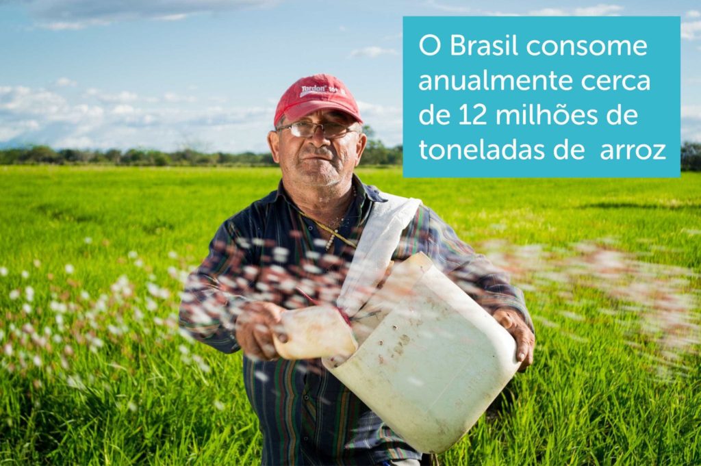 Mercado do arroz no Brasil: como se diferenciar?