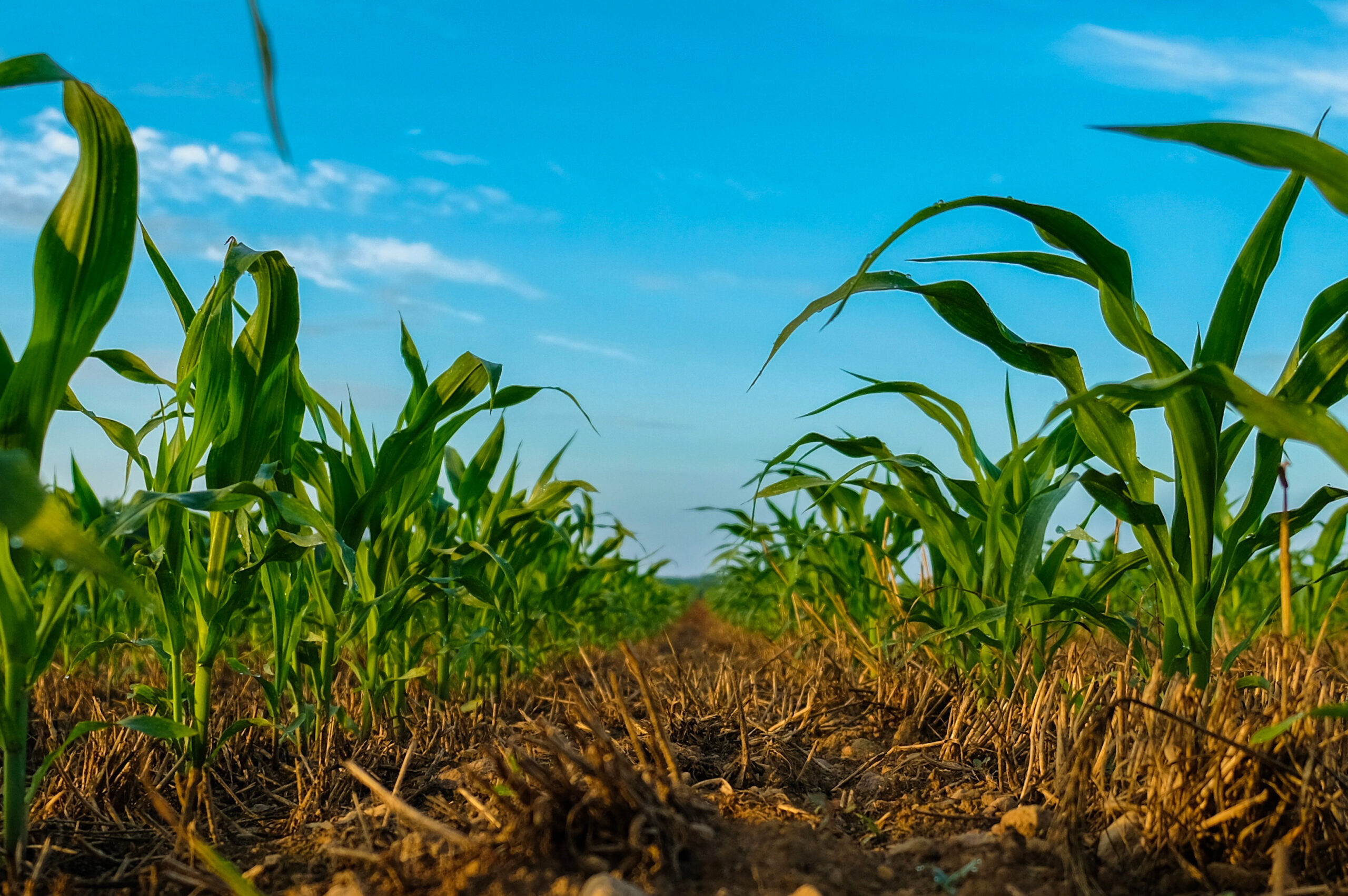 Non-GMO Project