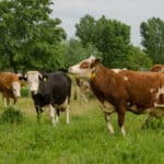 L’ostéopontine de lait de vache : un nouvel ingrédient pour la nutrition infantile