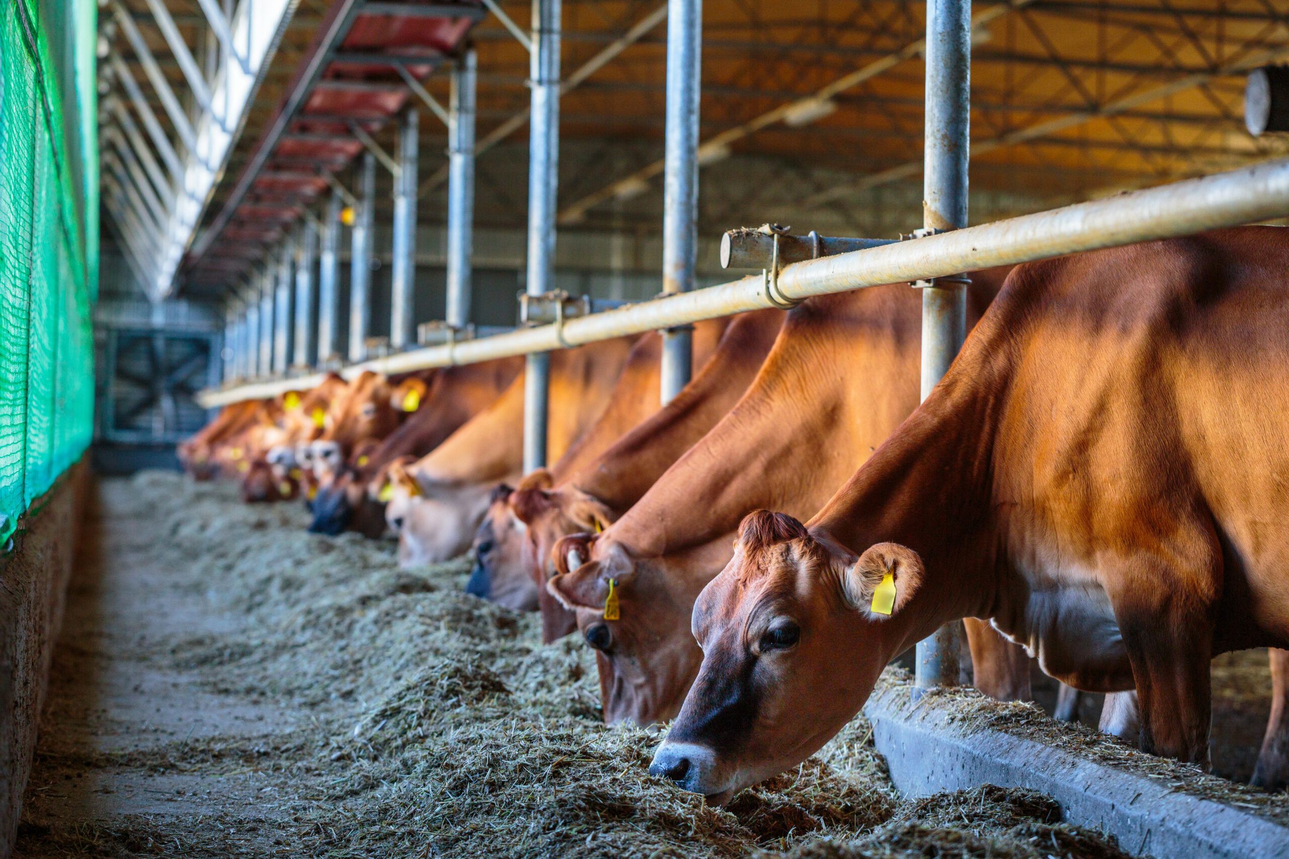 Cows feeding in a modern dairy farm barn.