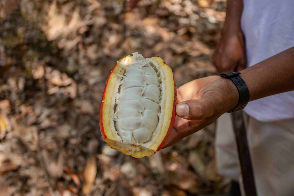 Cocoa pod