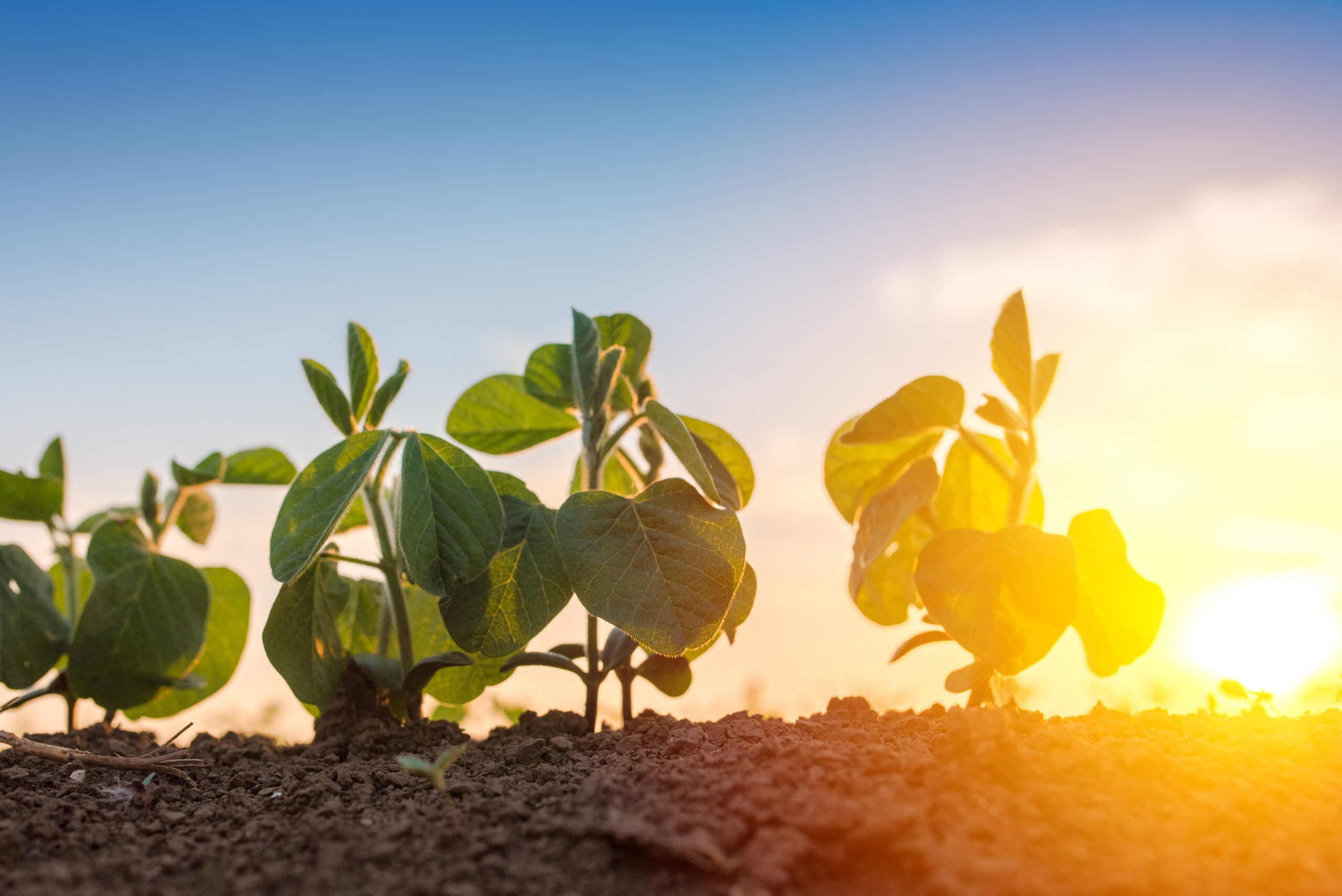 Plantas jóvenes que crecen en un suelo sano al amanecer, en representación de la certificación ROC (Regenerative Organic Certified) y de las prácticas agrícolas sostenibles.