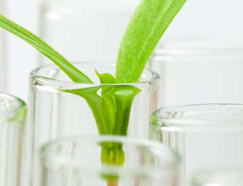 Plant sprout in laboratory glassware.
