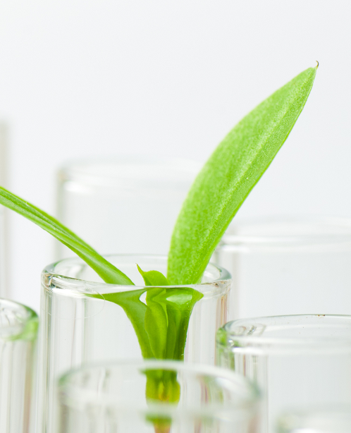 GMO Testing